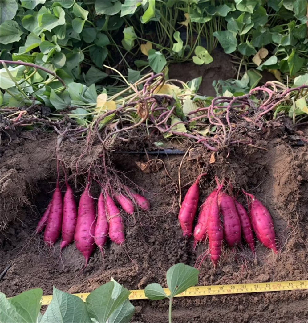 й8846˹(ɷ)޹˾-ٷվ