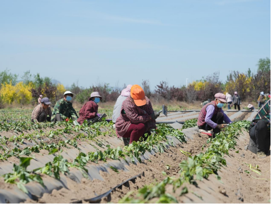 й8846˹(ɷ)޹˾-ٷվ