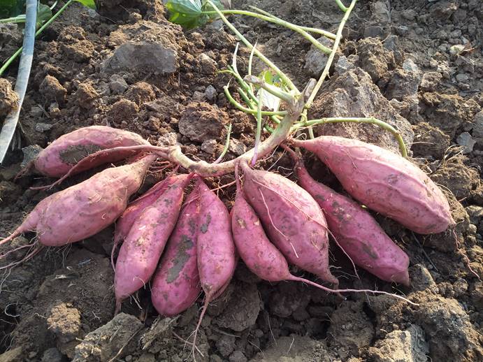 й8846˹(ɷ)޹˾-ٷվ